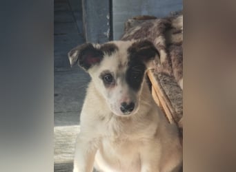 Charlie - ein Goldstück sucht seine Menschen