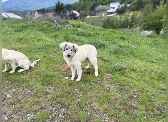 Forest sucht seinen Menschen