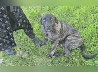 Zuckersüßer Riley sucht Familienanschluss.