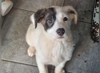 Coco - eine zauberhafte Hündin sucht ihr Glück