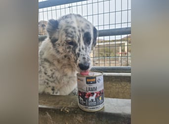 Pippa - eine sanfte Hündin, die Sicherheit und Vertrauen sucht