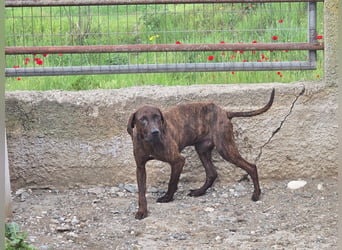 Django – vom Straßenhund zum Hoffnungsträger
