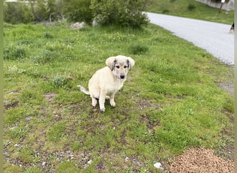 Forest sucht seinen Menschen