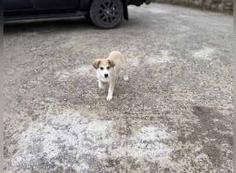 Misty - eine kleine Frohnatur