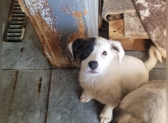 Coco - eine zauberhafte Hündin sucht ihr Glück