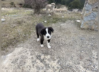 Meadow - wünscht sich eine Familie