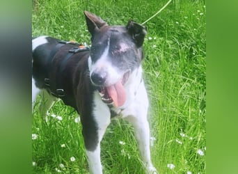 Ahoi – hier kommt Jack, der kleine Pirat auf vier Pfoten!
