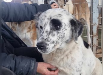 Pippa - wundervolle und zurückhaltende Hündin sucht ein Zuhause