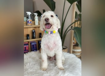 Dobby - ein Hundeherz voller Liebe sucht DICH