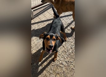 Cora - eine fröhliche Labrador-Seele auf der Suche nach ihrem Zuhause