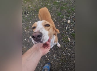 Shika – eine Seele zwischen Straße und Hoffnung