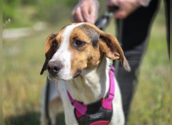 Ellie - mit einem Lächeln auf vier Pfoten