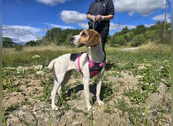 Ellie - mit einem Lächeln auf vier Pfoten
