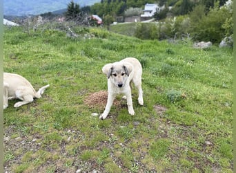 Forest sucht seinen Menschen