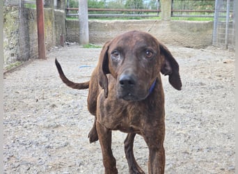 Django – vom Straßenhund zum Hoffnungsträger