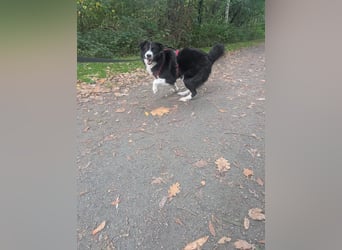 Greta sucht ihr neues Für Immer Zuhause