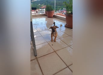 Beany - ein kleines Wunder sucht ihr Glück