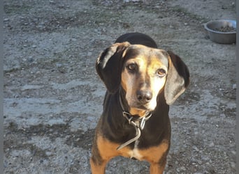 Laika, ein Herz aus Gold, sucht ihren Menschen