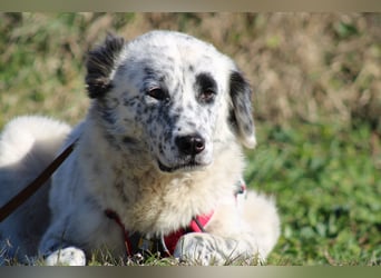 Pippa - wundervolle und zurückhaltende Hündin sucht ein Zuhause