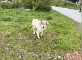 Forest sucht seinen Menschen