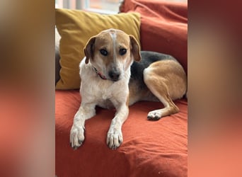 Bonny - Eine junge Hündin auf der Suche nach ihrem Glück