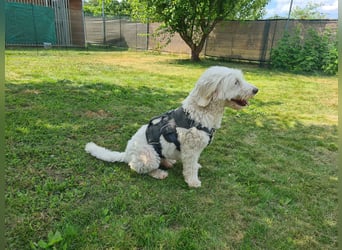 Dobby – sucht Menschen mit Hundeerfahrung und einem großen Herzen