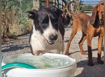 Ahoi – hier kommt Jack, der kleine Pirat auf vier Pfoten!