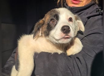 Coco - eine zauberhafte Hündin sucht ihr Glück