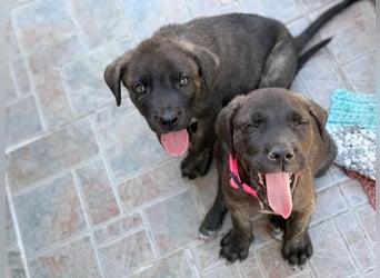 Zuckersüßer Riley sucht Familienanschluss.