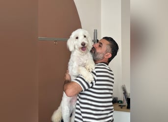 Dobby - ein Hundeherz voller Liebe sucht DICH