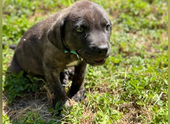 Zuckersüßer Riley sucht Familienanschluss.
