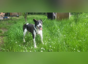 Ahoi – hier kommt Jack, der kleine Pirat auf vier Pfoten!