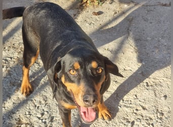 Lisa - liebe kleine Jagdhunddame sucht Dich