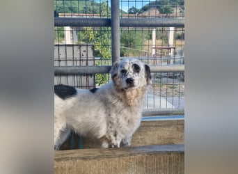 Pippa - wundervolle und zurückhaltende Hündin sucht ein Zuhause