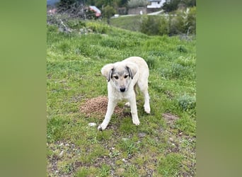 Forest sucht seinen Menschen
