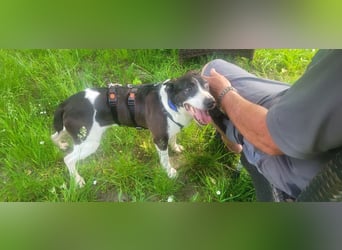 Ahoi – hier kommt Jack, der kleine Pirat auf vier Pfoten!