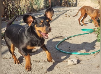 Lisa - liebe kleine Jagdhunddame sucht Dich