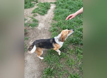 Bonny - Eine junge Hündin auf der Suche nach ihrem Glück