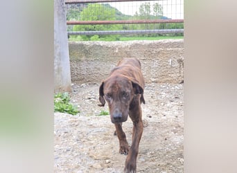 Django – vom Straßenhund zum Hoffnungsträger