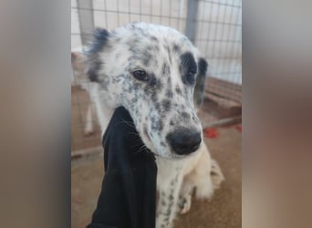 Pippa - wundervolle und zurückhaltende Hündin sucht ein Zuhause