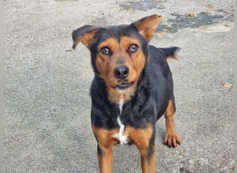 Cora - eine fröhliche Labrador-Seele auf der Suche nach ihrem Zuhause
