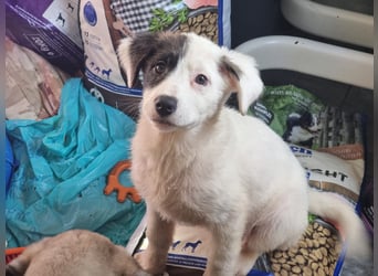 Coco - eine zauberhafte Hündin sucht ihr Glück