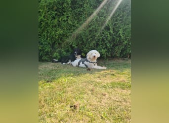 Dobby – sucht Menschen mit Hundeerfahrung und einem großen Herzen