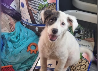 Coco - eine zauberhafte Hündin sucht ihr Glück