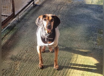 Laika, ein Herz aus Gold, sucht ihren Menschen