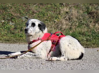 Pippa - wundervolle und zurückhaltende Hündin sucht ein Zuhause