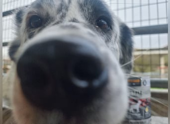 Pippa - eine sanfte Hündin, die Sicherheit und Vertrauen sucht