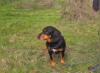 Lisa - liebe kleine Jagdhunddame sucht Dich