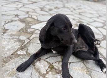 Velvet - ein Hundeherz aus Gold