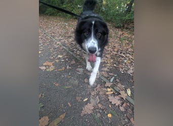 Greta sucht ihr neues Für Immer Zuhause